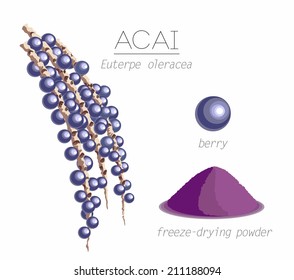 Acai berry superfood. Branches with berries and freeze-dried powder