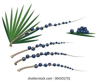 Acai Berry Vector Illustration