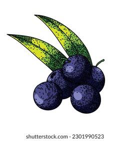 acai fruit food hand drawn. ingredient organic, raw antioxidant, agriculture healthy, nutrient tropical, natural berries acai fruit food vector sketch. isolated color illustration