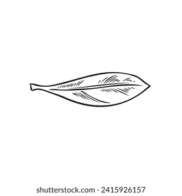 Dibujo grabado a mano con hoja de Acai. Ilustración de follaje de té de hierbas. Decoración vegetal exótica vectorial de flores de un solo elemento aislado en blanco. Arte de línea vegetal de berries de Acai en estado natural