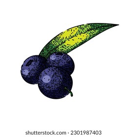 acai organic food hand drawn. ingredient raw, fruit antioxidant, agriculture healthy, nutrient tropical, natural berries acai organic food vector sketch. isolated color illustration