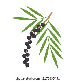 Acai palm branch isolated on white background. Euterpe oleracea or açaí berry with leaves icon. Superfood. Vector tropical fruit illustration in flat style.