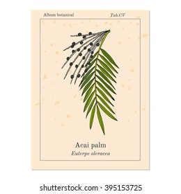 Acai palm (Euterpe oleracea). Superfood. Hand drawn botanical vector illustration