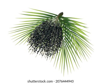 Acai palm fruit berries brunch realistic 3d vector illustration. Realistic palm leaves with big purple inflorescence of superfood berries acae. Isolated on white. Top diet vegan supplement