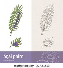 Acai palm leaf and berry fruit botanical drawing