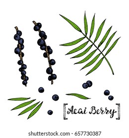 Acai palm leaf and berry fruit. Vector hand drawing sketch illustration.Organic healthy food.
