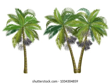 Acai palm tree (Euterpe oleracea). Realistic vector illustrations isolated on white background.