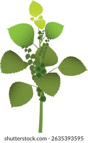 Acalypha indica, que tem propriedades semelhantes ao catnip, é um estimulante que pode fazer seu gato se sentir sonolento e aliviar o estresse.