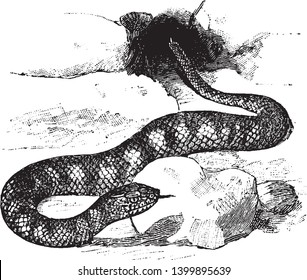 Acanthophis is a genus of venomous serpents and they are of small size live on dry land, vintage line drawing or engraving illustration.