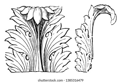 Acanthus Leaf, Front and Side Views, The acanthus is one of the most common ornaments, the plant is traditionally displayed at funerary celebrations,  leaves represent pain, sin and punishment.