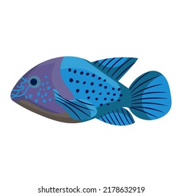 Acara fish aquarium water animal nature and vector underwater aquatic art. Tropical illustration fish with tail and fin. Beautiful decorative multicolored pet drawing and ichthyology coral reef