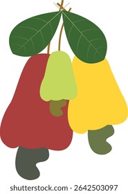 Fruto acessório é uma árvore florida perene da família Anacardiaceae, no mesmo grupo da manga e do pistácio. A castanha de caju é nativa do nordeste do Brasil.