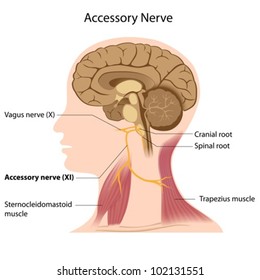 Accessory nerve