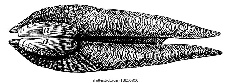 Accessoires Valve ist eine kleine zusätzliche Ventile, die in der Nähe der Knochen der Genus Pholas zwischen Mollusken, Vintage-Linie Zeichnung oder Gravur-Illustration platziert werden.