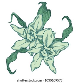 Accurate and detailed hand drawn blue green blooming orchid flowers with leaves. Detailed green blue illustration of decorative orchids flowers in line style isolated on white background.
