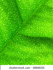 Accurate Lime Leaf nature pattern. The white circles are leaf stomata. VECTOR.