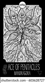 Ace of pentacles. Mandragora. Minor Arcana Tarot card. Fantasy line art illustration. Engraved vector drawing. See all collection in my portfolio set