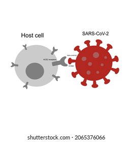 The ACE2 receptors of Host cell are specific bound  with Spike protein on S1 RBD region of SARS-CoV-2 or Novel coronavirus (COVID-19).