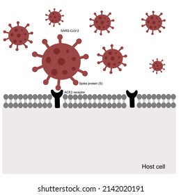 The ACE2 receptors of host cell are specific bonded with Spike protein (RBD region) of SARS-CoV-2 or COVID-19 that result in viral infection