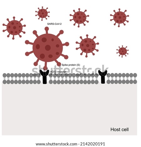 The ACE2 receptors of host cell are specific bonded with Spike protein (RBD region) of SARS-CoV-2 or COVID-19 that result in viral infection