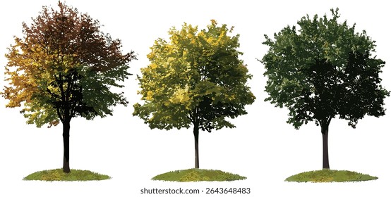 Acer buergerianum autumn tree and Ostrya virginiana summer tree street view, vector illustration, city trees, isolated cutout, urban planning concept, botanical diversity.