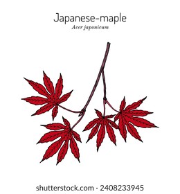 Acer japonicum, japanischer Ahorn oder Vollmonapel, Zierpflanze. handgezeichnete botanische Vektorgrafik