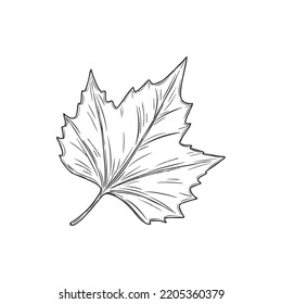 Acer maple leaf isolated eco plant monochrome sketch icon  Vector organic leafage  plant element  Japanese maple in black   white  Autumn season leafage  sycamore leaf hand drawn
