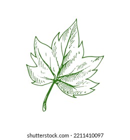 Acer or maple leaf isolated eco plant sketch. Vector organic leafage, plant element, Japanese maple