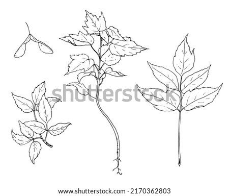 Acer negundo botanical sketch, isolated element leaf earring, twig and small tree sprout, isolating black outline on white for a natural design template