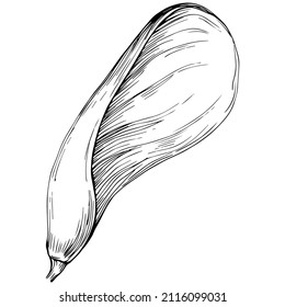 Acer negundo sketch drawing illustration. Maple nature engraved style illustration. Detailed plants product. The best for design logo, menu, label, icon, stamp.
