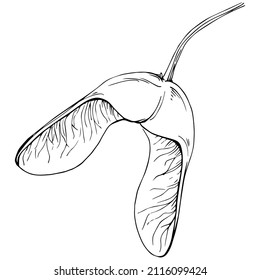 Acer negundo sketch drawing illustration. Maple nature engraved style illustration. Detailed plants product. The best for design logo, menu, label, icon, stamp.