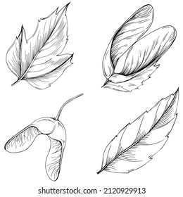 Acer negundo sketch drawing illustration. Maple nature engraved style illustration. Detailed plants product. The best for design logo, menu, label, icon, stamp.