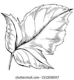 Acer negundo sketch drawing illustration. Maple nature engraved style illustration. Detailed plants product. The best for design logo, menu, label, icon, stamp.