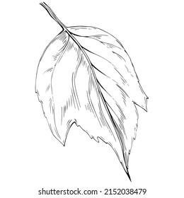 Acer negundo sketch drawing illustration. Maple nature engraved style illustration. Detailed plants product. The best for design logo, menu, label, icon, stamp.