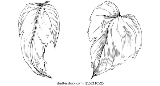 Acer negundo sketch drawing illustration. Maple nature engraved style illustration. Detailed plants product. The best for design logo, menu, label, icon, stamp.