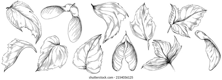 Acer negundo sketch drawing illustration. Maple nature engraved style illustration. Detailed plants product. The best for design logo, menu, label, icon, stamp.
