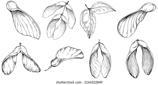 Acer negundo sketch drawing illustration. Maple nature engraved style illustration. Detailed plants product. The best for design logo, menu, label, icon, stamp.
