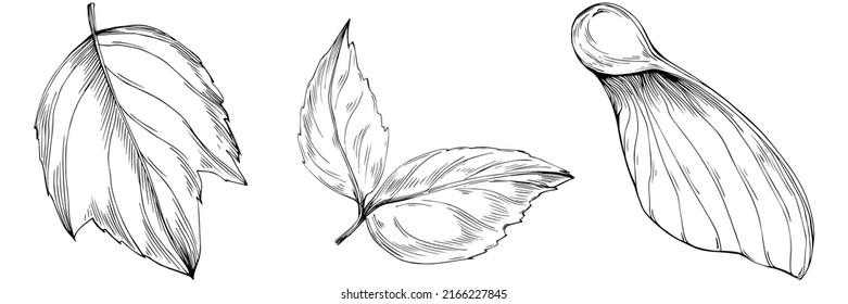 Acer negundo sketch drawing illustration. Maple nature engraved style illustration. Detailed plants product. The best for design logo, menu, label, icon, stamp.