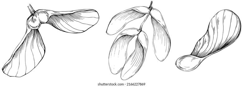 Acer negundo sketch drawing illustration. Maple nature engraved style illustration. Detailed plants product. The best for design logo, menu, label, icon, stamp.