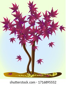 
Acer palmatum, in autumn, with purple leaves on a tree and falling