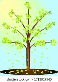 Acer platanoides, maple tree with blooming green flowers with leaves, spring with falling petals