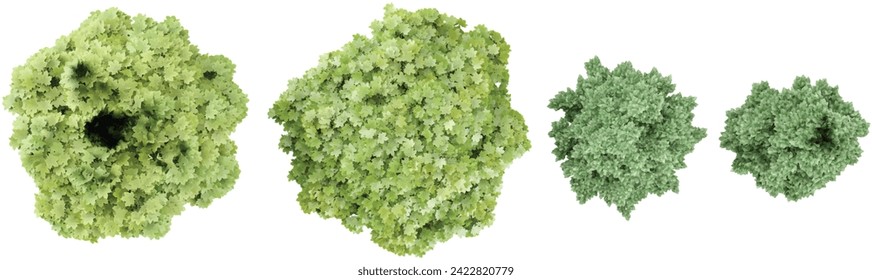 Acer platanoides,Carpinus betulus Frans Fontaine trees shape top view cut out transparent backgrounds 3d rendering