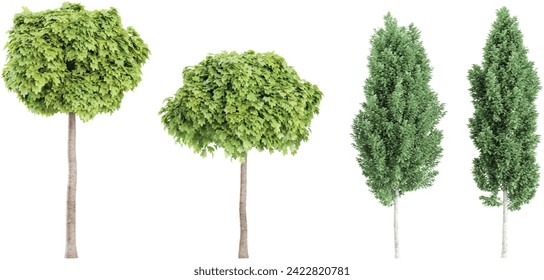 Acer platanoides,Carpinus betulus Frans Fontaine trees isolated on white background, tropical trees isolated used for architecture