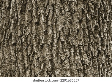 Acer tataricum L bark vector illustration. Tartar maple texture or background
