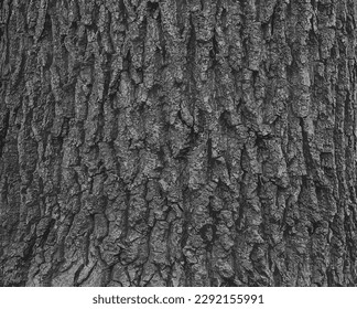 Acer tataricum L bellen Vektorgrafik. Ahornstruktur oder Hintergrund
