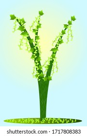 
Acer tegmentosum, spring blossoms, with green flowers and leaves, against a background of young grass