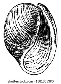 Acera is a genus of mollusks of the familiy bullid or Tornatellid, vintage line drawing or engraving illustration.