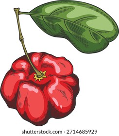 Baya de acerola con hoja en boceto de tallo. Barbados cereza roja. Superalimento de fruta exótica madura fresca dibujada a mano. Proteína de energía natural, alimentos orgánicos, cosecha agrícola. Ilustración botánica del Vector aislada