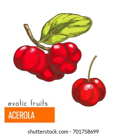 Acerola Cherry. Full Color Realistic Hand Drawn Vector Illustration.