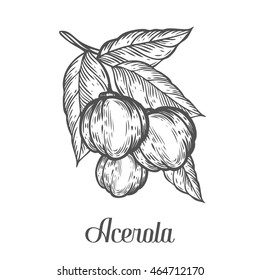 Acerola fruit, barbados cherry. Superfood organic american berry. Hand drawn vector sketch engraved illustration. Black acerola isolated on white background